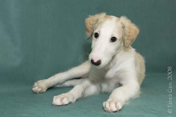 борзой щенок - Лапландия - 1,5 месяца