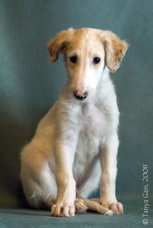 борзой щенок - Лазурит - 1,5 месяца
