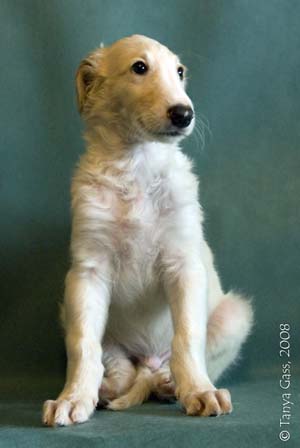 борзой щенок - Лефорт - 1,5 месяца