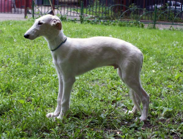 борзой щенок - Лефорт - 3,5 месяца