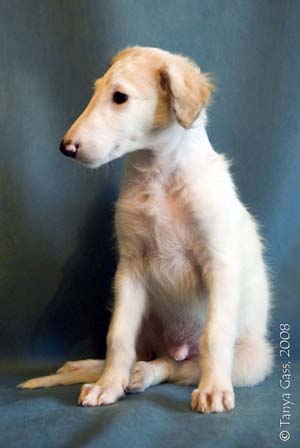 борзой щенок - Лотос - 1,5 месяца