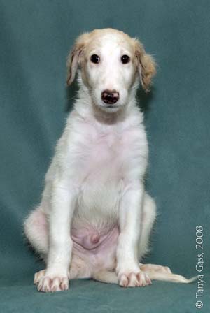борзой щенок - Лотос - 1,5 месяца