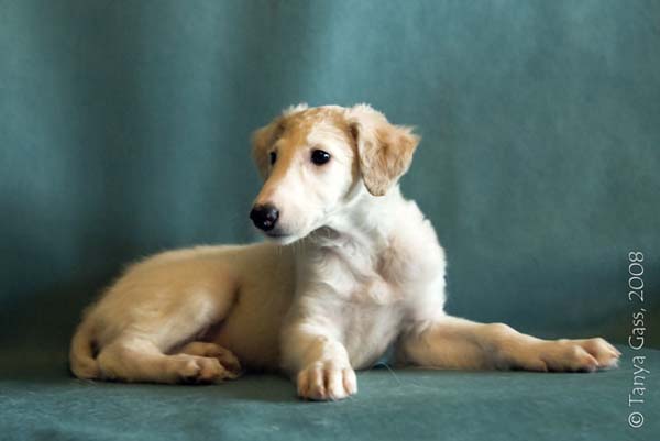 борзой щенок - Любава - 1,5 месяца