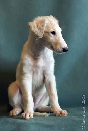 борзой щенок - Любава - 1,5 месяца