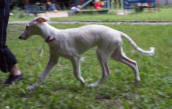 борзой щенок - Любава - 3,5 месяца