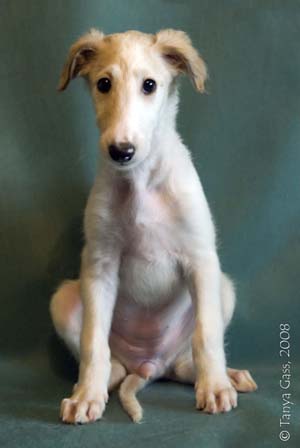 борзой щенок - Лукерья - 1,5 месяца