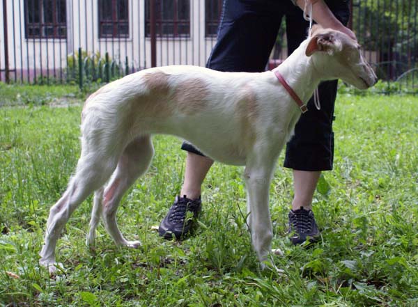 борзой щенок - Лукерья - 3,5 месяца