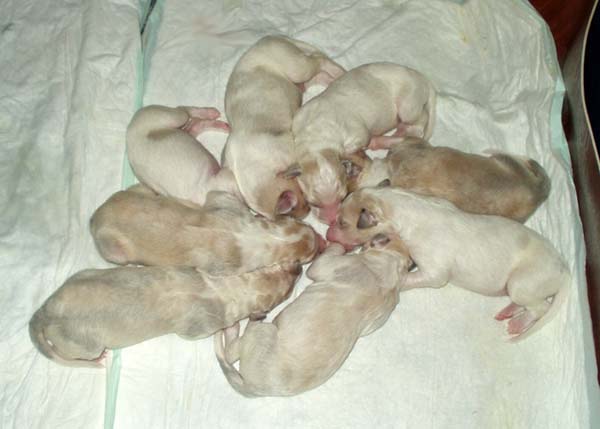 Kapitolina's puppies - 4 days